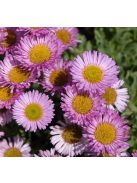 Küllőrojt / ERIGERON glaucus 