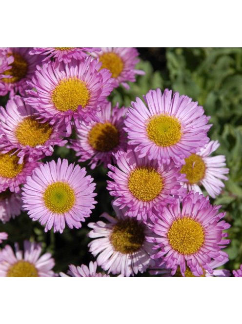 Küllőrojt / ERIGERON glaucus 
