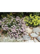 Küllőrojt / ERIGERON glaucus 