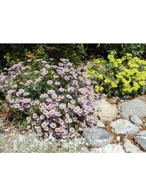 Küllőrojt / ERIGERON glaucus 