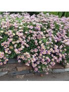 Küllőrojt / ERIGERON glaucus 