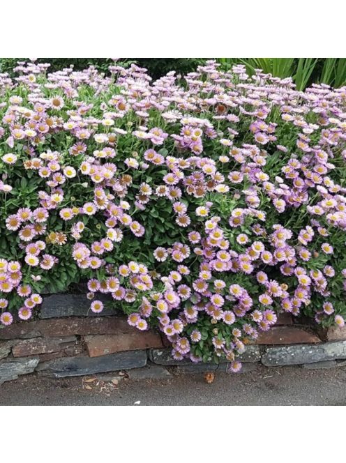 Küllőrojt / ERIGERON glaucus 