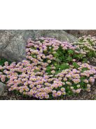 Küllőrojt / ERIGERON glaucus 