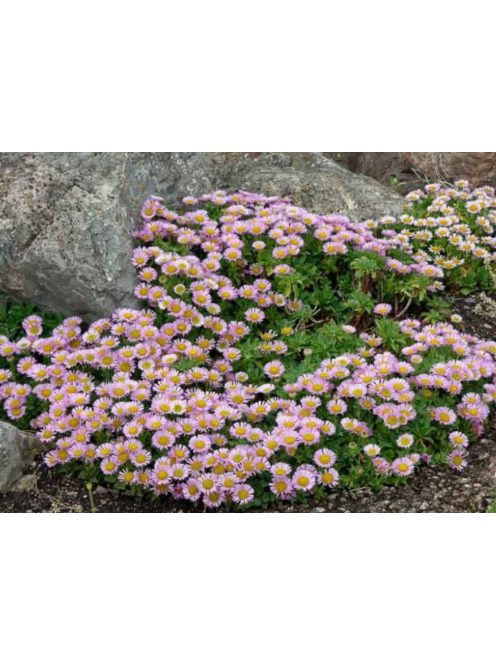 Küllőrojt / ERIGERON glaucus 