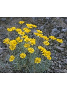 Küllőrojt / ERIGERON linearis 