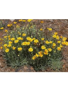 Küllőrojt / ERIGERON linearis 
