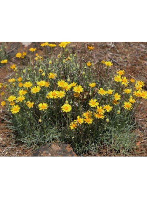 Küllőrojt / ERIGERON linearis 