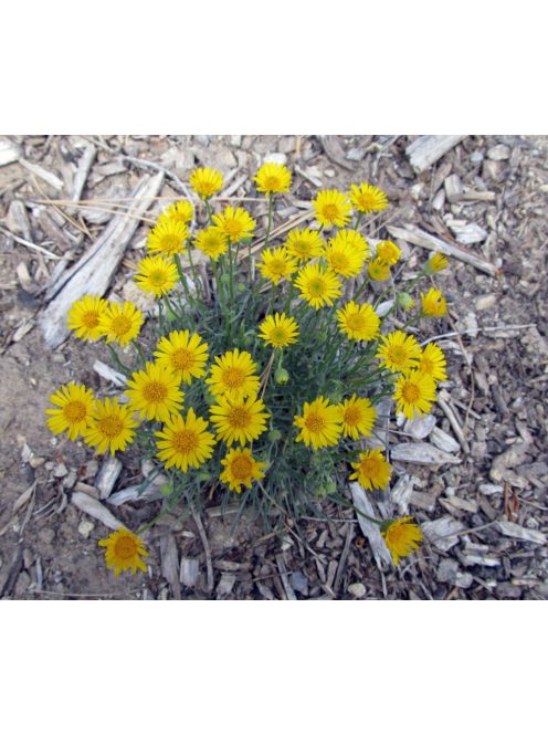 Küllőrojt / ERIGERON linearis 