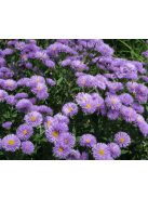 Pompás küllőrojt / ERIGERON speciosus 'Azurfee'