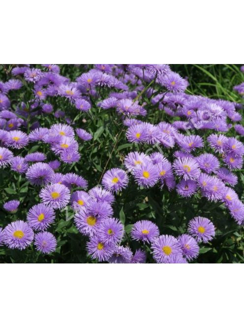 Pompás küllőrojt / ERIGERON speciosus 'Azurfee'