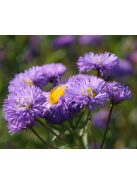 Pompás küllőrojt / ERIGERON speciosus 'Azurfee'