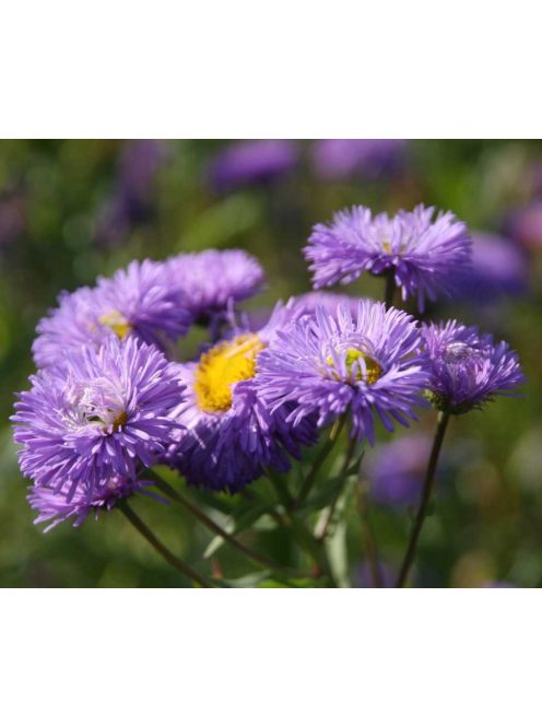 Pompás küllőrojt / ERIGERON speciosus 'Azurfee'
