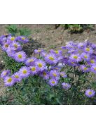Pompás küllőrojt / ERIGERON speciosus 'Azurfee'