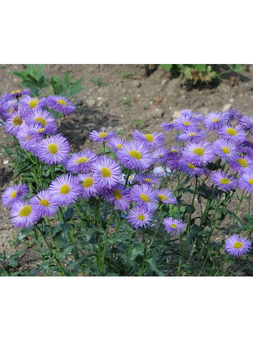 Pompás küllőrojt / ERIGERON speciosus 'Azurfee'
