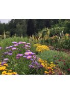 Pompás küllőrojt / ERIGERON speciosus 'Azurfee'