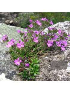 Hegyi balzsamvirág / ERINUS alpinus 
