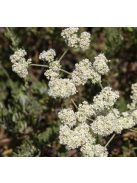 Kaliforniai hajdina / ERIOGONUM fasciculatum 