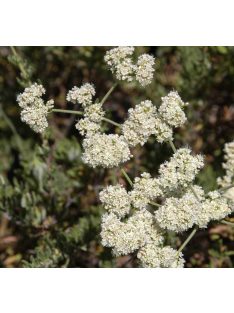 Kaliforniai hajdina / ERIOGONUM fasciculatum 