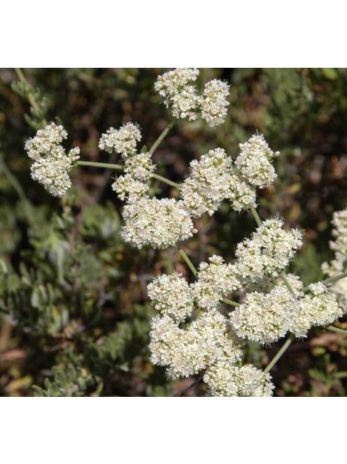 Kaliforniai hajdina / ERIOGONUM fasciculatum 