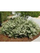 Kaliforniai hajdina / ERIOGONUM fasciculatum 