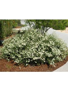 Kaliforniai hajdina / ERIOGONUM fasciculatum 
