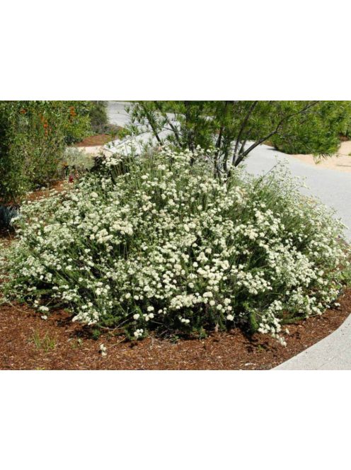 Kaliforniai hajdina / ERIOGONUM fasciculatum 