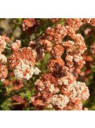 Kaliforniai hajdina / ERIOGONUM fasciculatum 