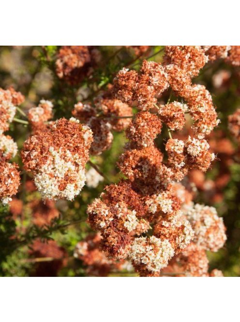 Kaliforniai hajdina / ERIOGONUM fasciculatum 