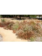 Kaliforniai hajdina / ERIOGONUM fasciculatum 