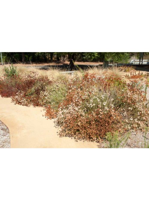 Kaliforniai hajdina / ERIOGONUM fasciculatum 
