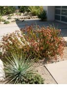 Kaliforniai hajdina / ERIOGONUM fasciculatum 