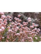 Kaliforniai hajdina / ERIOGONUM fasciculatum 