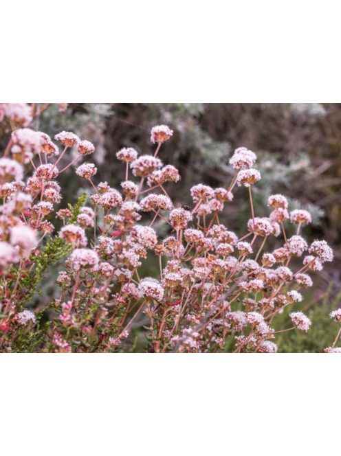 Kaliforniai hajdina / ERIOGONUM fasciculatum 