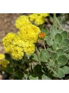Kénhajdina / ERIOGONUM umbellatum 