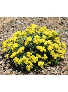 Kénhajdina / ERIOGONUM umbellatum 