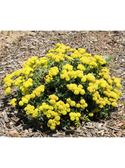 Kénhajdina / ERIOGONUM umbellatum 