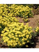 Kénhajdina / ERIOGONUM umbellatum 
