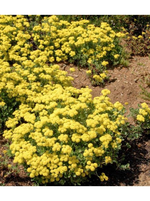 Kénhajdina / ERIOGONUM umbellatum 