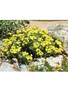 Kénhajdina / ERIOGONUM umbellatum 