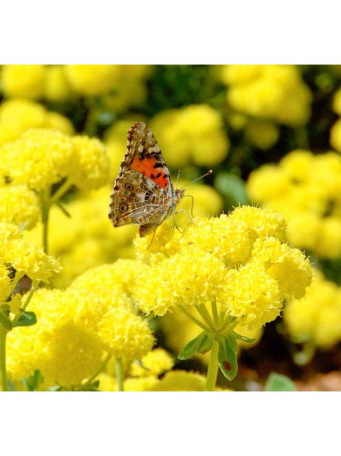 Kénhajdina / ERIOGONUM umbellatum 