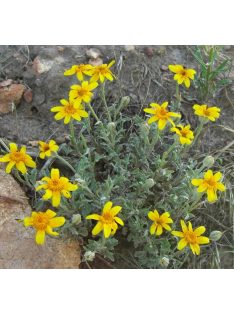 Oregoni napsugár / ERIOPHYLLUM lanatum 