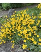 Oregoni napsugár / ERIOPHYLLUM lanatum 