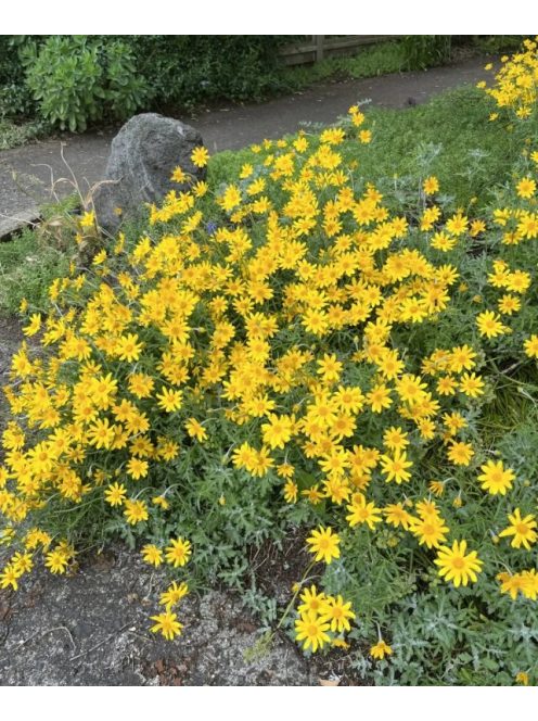 Oregoni napsugár / ERIOPHYLLUM lanatum 