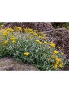 Oregoni napsugár / ERIOPHYLLUM lanatum 