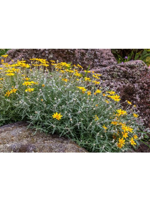 Oregoni napsugár / ERIOPHYLLUM lanatum 