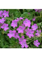Gémorr / ERODIUM manescavii 