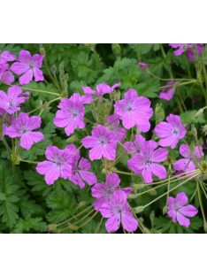 Gémorr / ERODIUM manescavii 