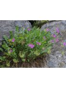 Gémorr / ERODIUM manescavii 