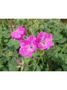Gémorr / ERODIUM manescavii 