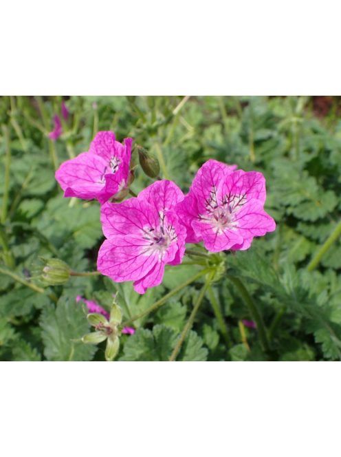 Gémorr / ERODIUM manescavii 